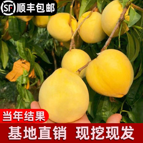 锦绣黄桃树苖南北方种植当年结果