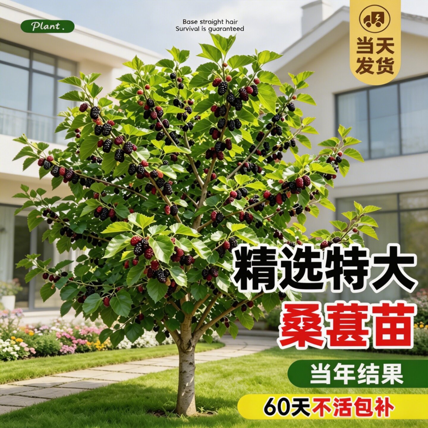 精选特大桑葚苗白长果桑椹叶桑树活苗养蚕南北方四季果树果苗大全