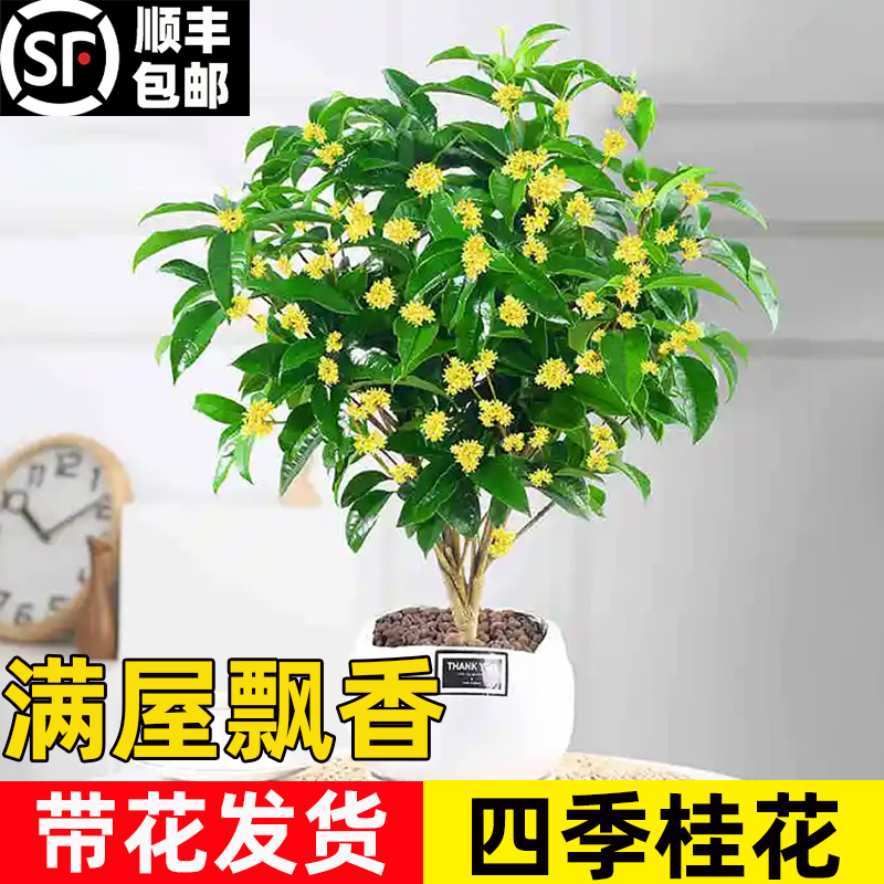 桂花树苗四季桂盆栽庭院植物