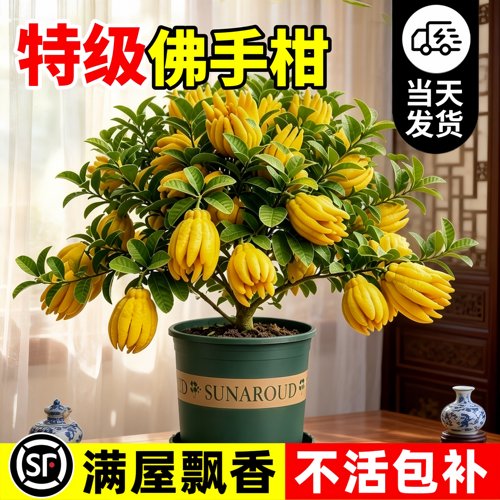 佛手果树盆栽带果好养易活