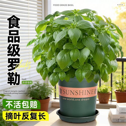 可食用驱蚊室内绿植盆栽