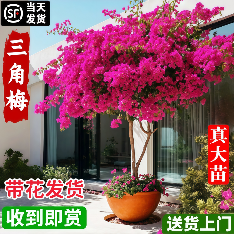 三角梅盆栽带花漳红绿樱四季开