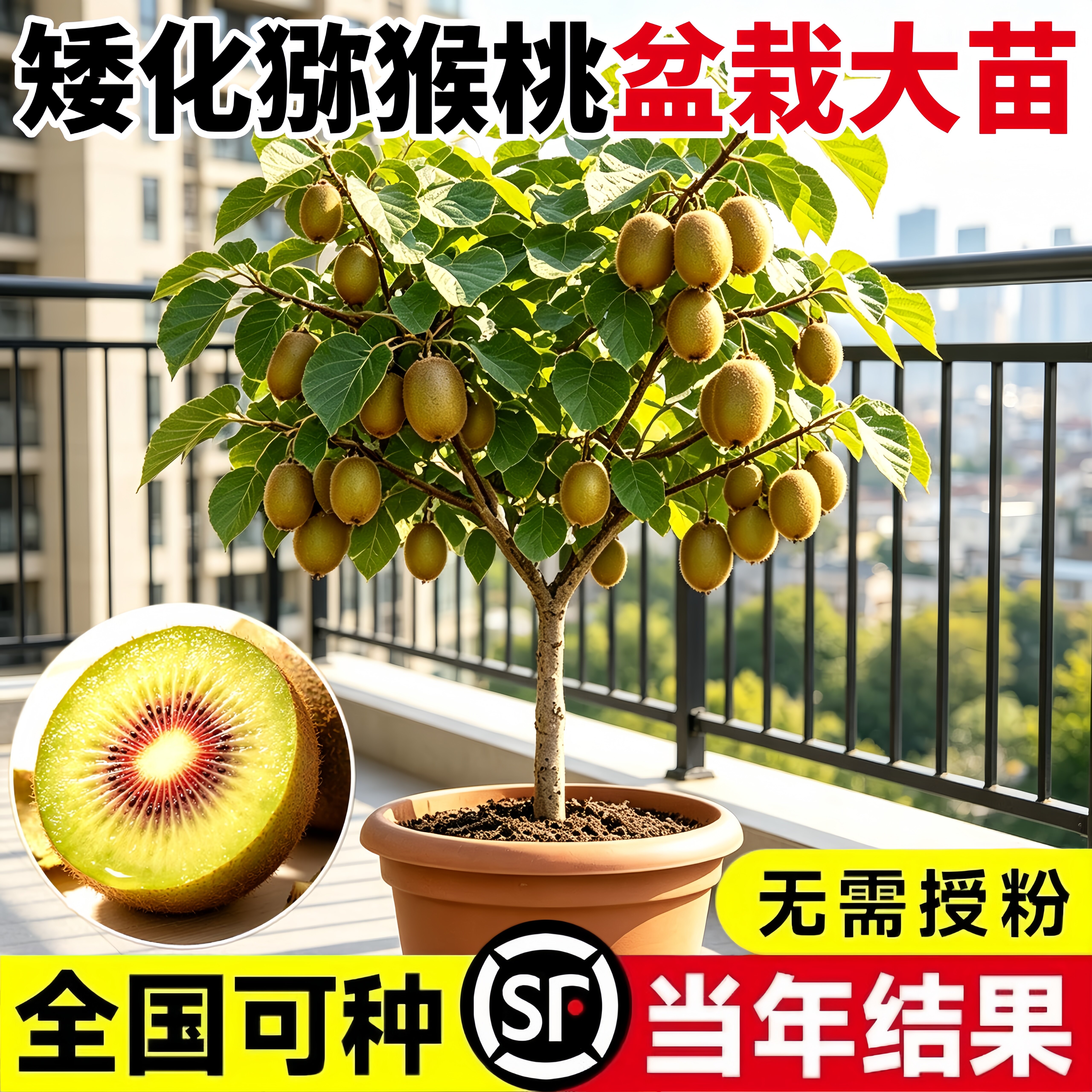红心猕猴桃树苗当年结果盆栽地栽图片