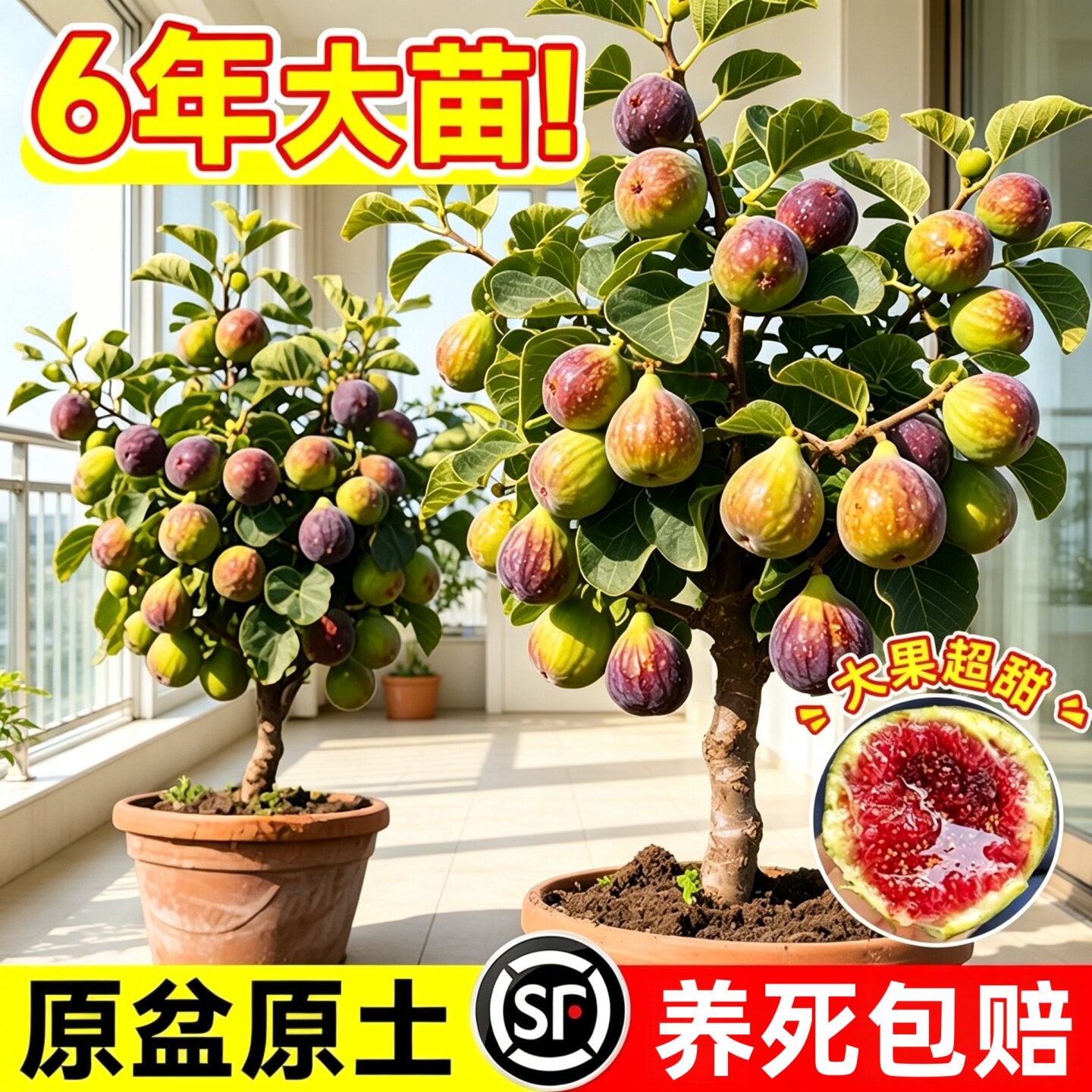 波姬红无花果苗带果发货南北通栽图片