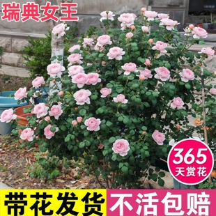 瑞典女王月季花苗四季开花盆栽玫瑰特大花阳台庭院植物花卉易养