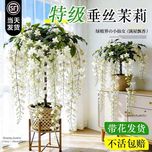 垂丝茉莉盆栽带苞易养棒棒糖