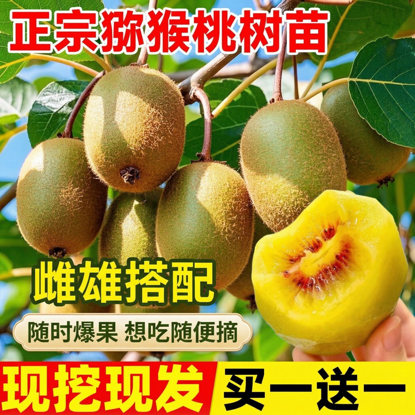 徐香红心猕猴桃苗嫁接四季结果图片