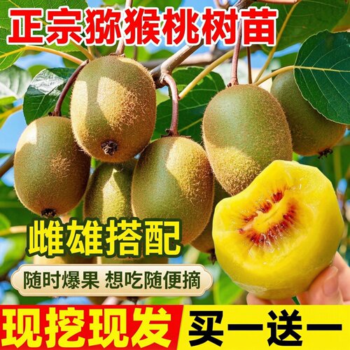 徐香红心猕猴桃苗嫁接四季结果