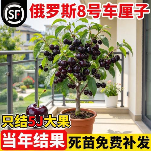 俄罗斯8号车厘子嫁接果苗南北通
