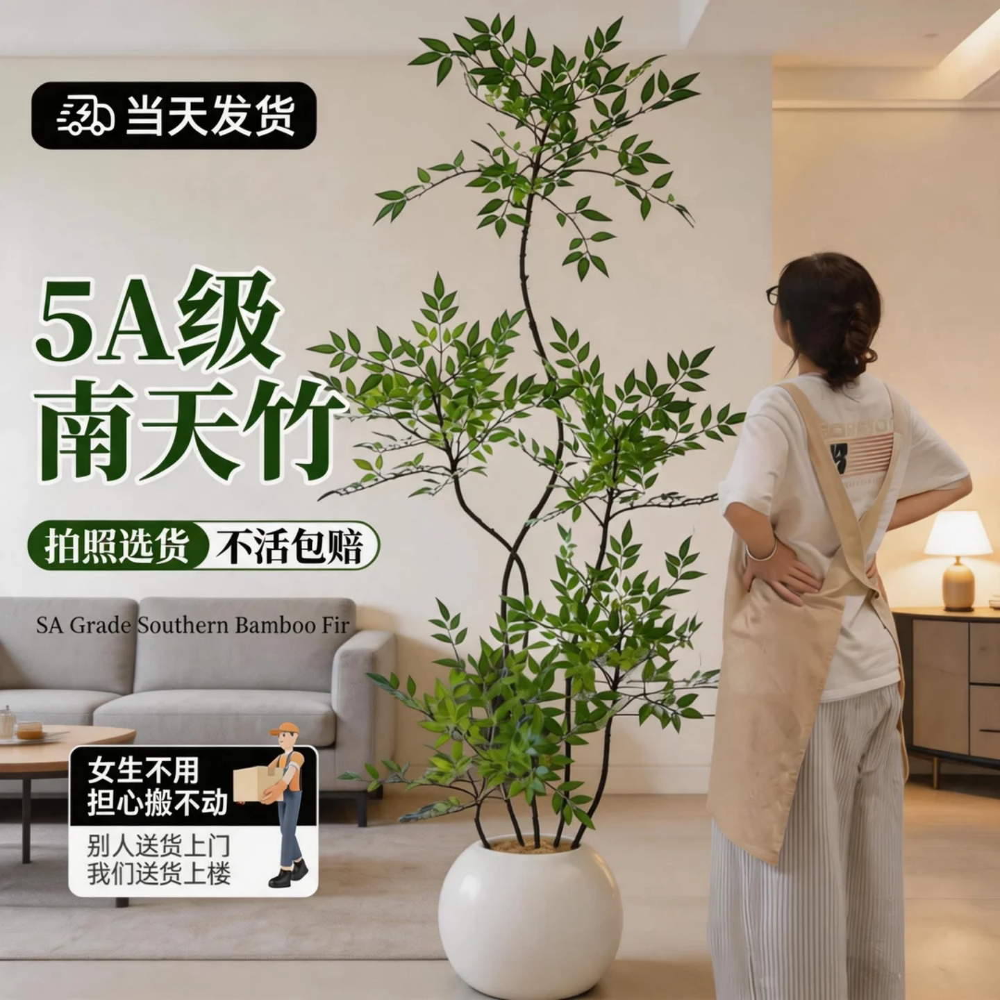 南天竹真树落地盆栽高端好养图片