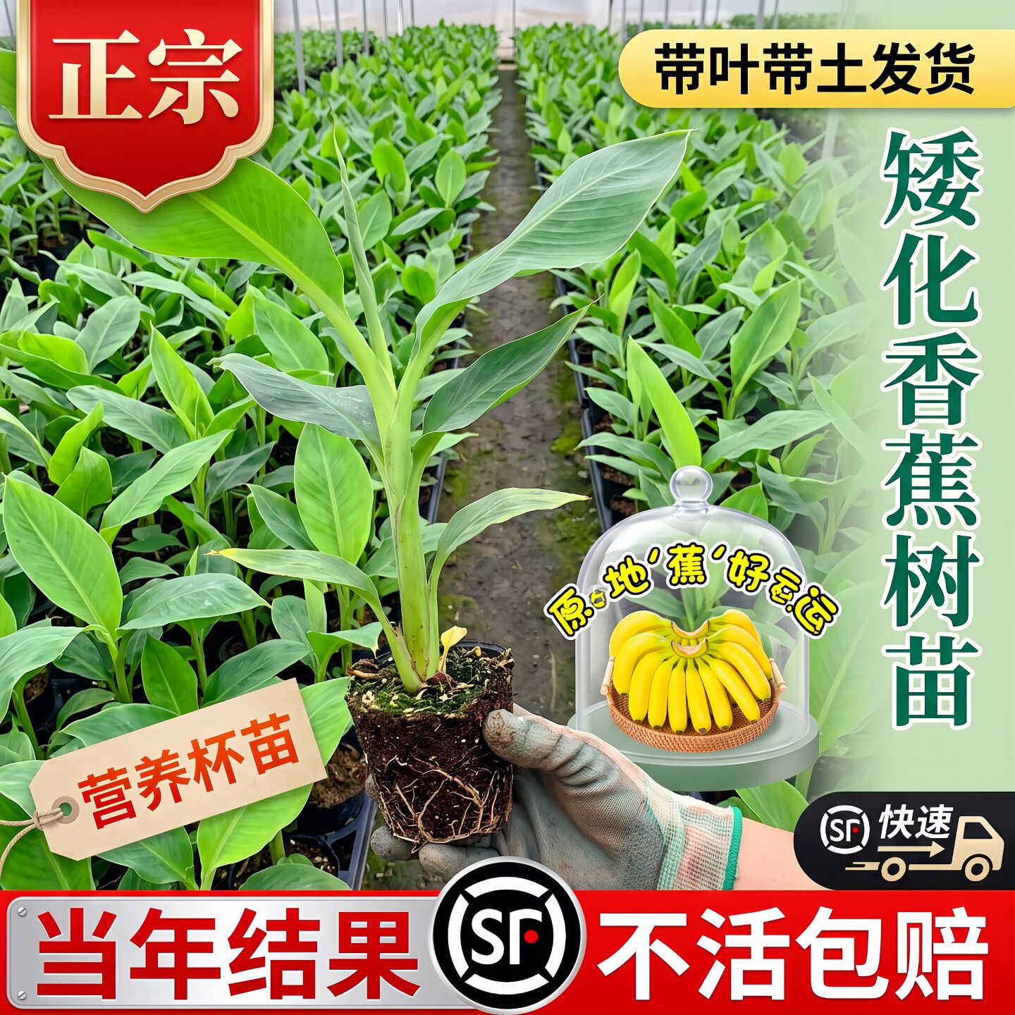 南北方庭院盆栽耐寒矮化香蕉苗图片