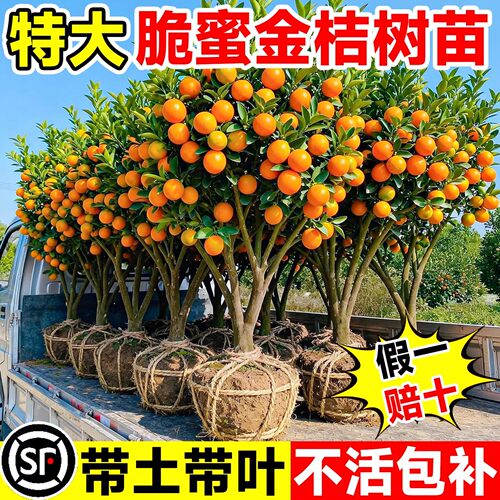 融安脆蜜金桔树苗可食用脆皮