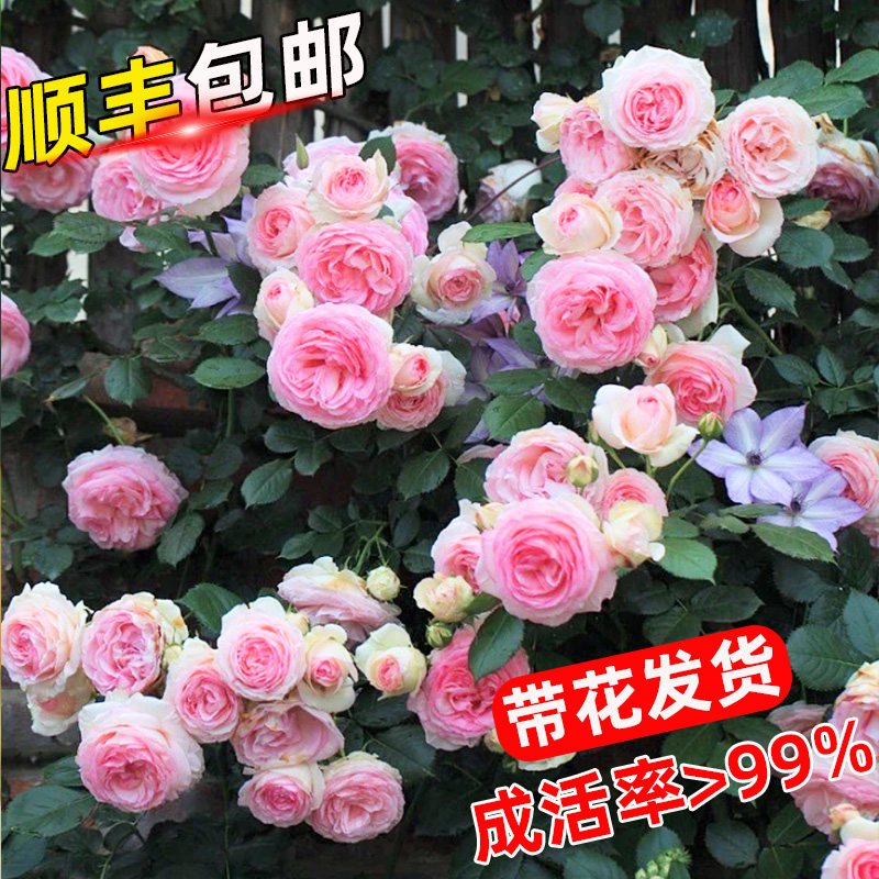 粉色龙沙宝石特大浓香蔷薇月季花苗藤本植物阳台花卉盆栽四季开花,鲜花速递/花卉仿真/绿植园艺,月季/蔷薇/玫瑰,淘宝优惠券,粉丝福利购,淘宝优惠卷