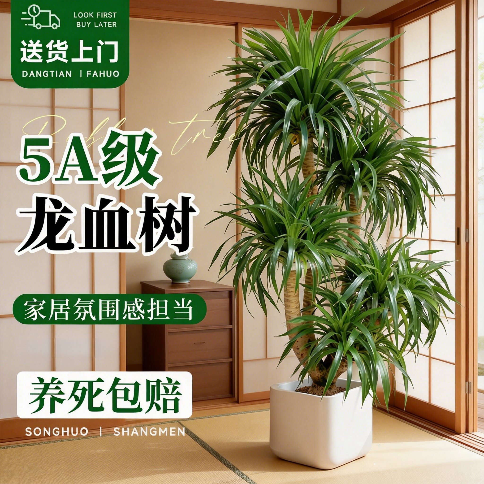 龙血树大型落地盆栽客厅旺宅