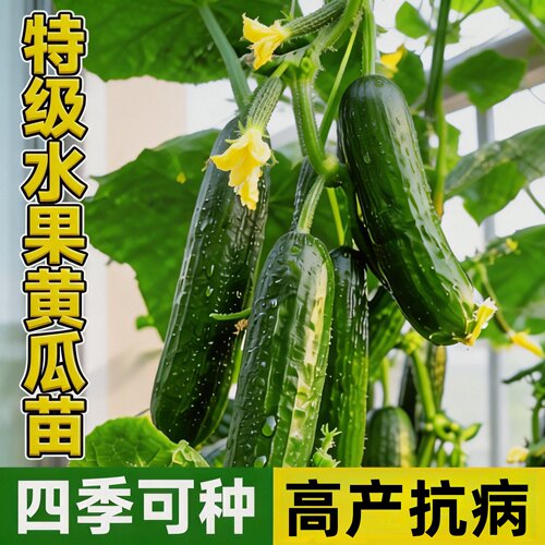 老品种玉女黄瓜苗四季高产阳台