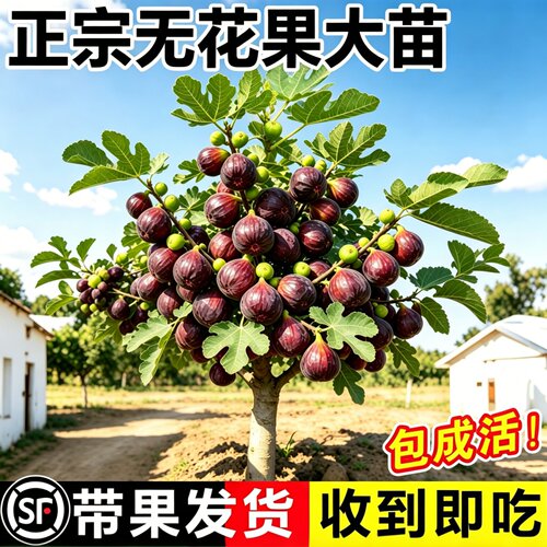 波姬红无花果树苗带果耐寒特大果