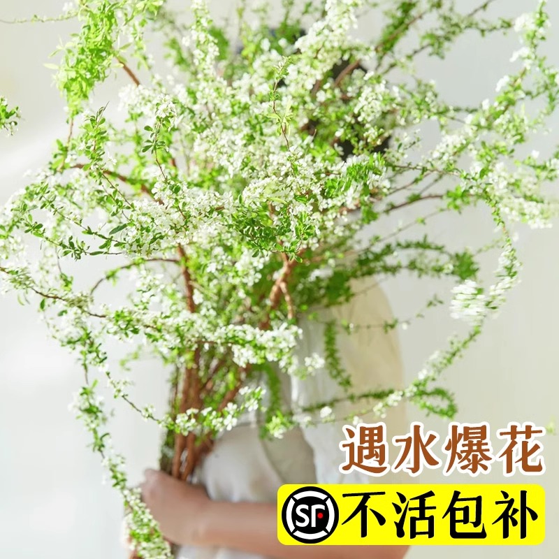 雪柳鲜枝水培植物室内适合放卫生间绿植盆栽桌面高级花卉四季好活