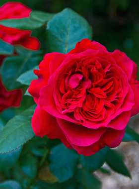 红色包子香水月季花皇家胭脂阳台大花玫瑰盆栽四季花卉室内绿植