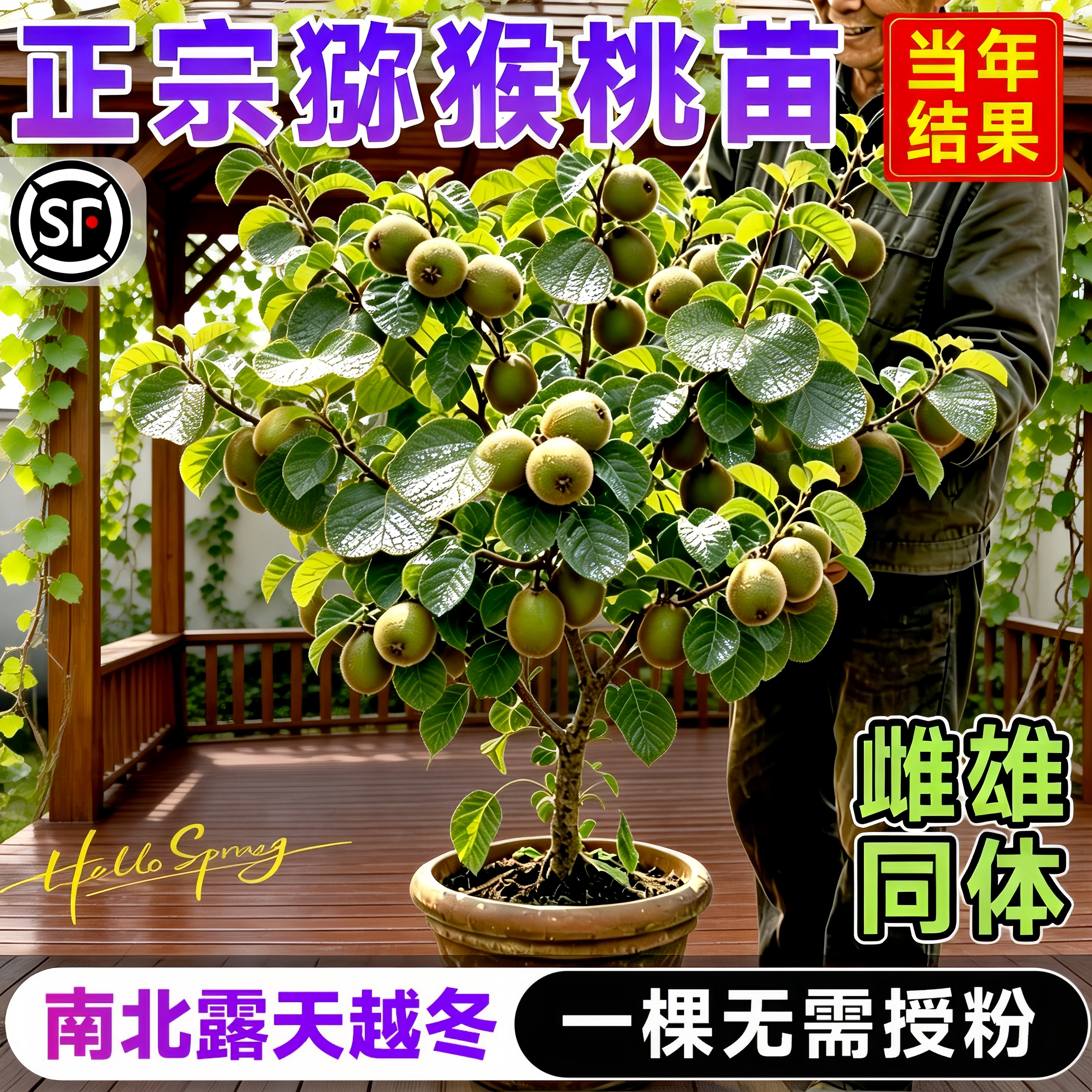 徐香红心猕猴桃树苗当年结果图片