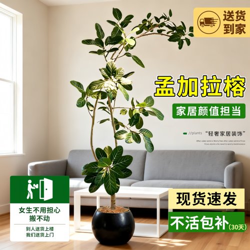 孟加拉榕室内耐阴好养大型盆栽
