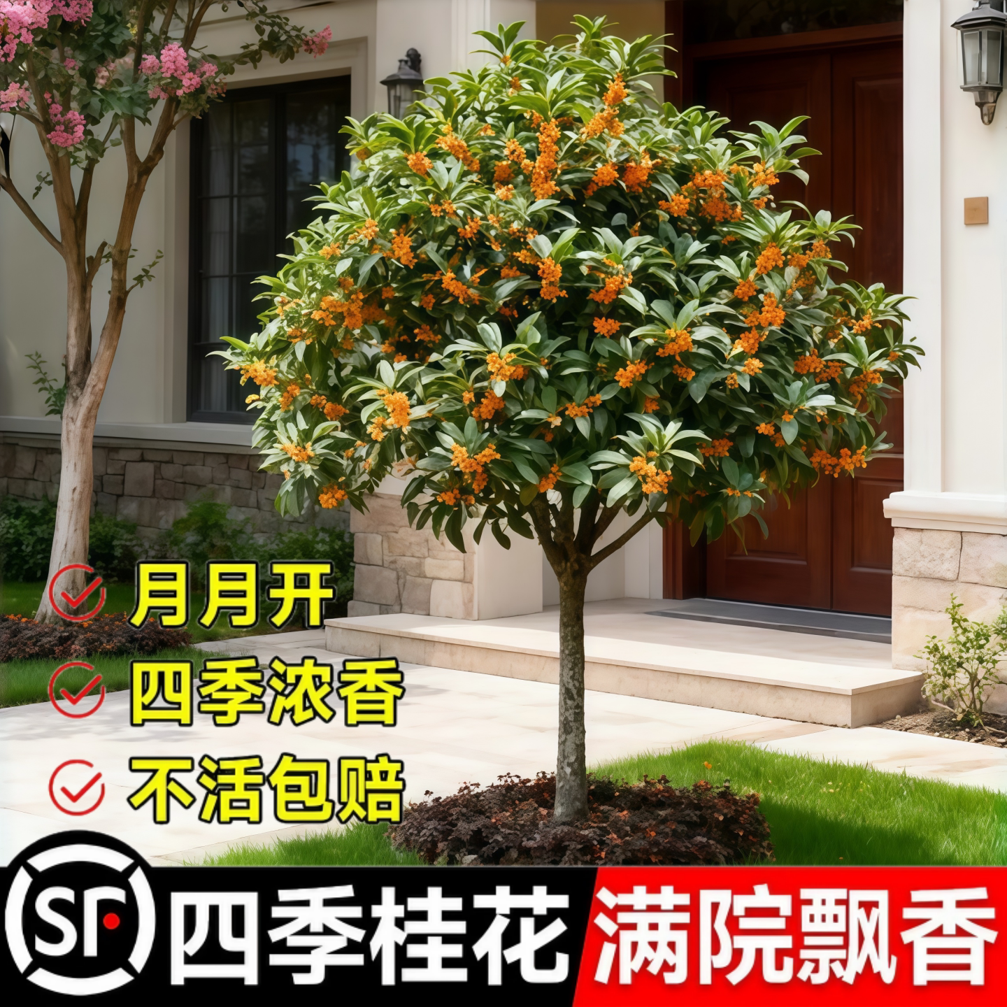 桂花树苗大树四季桂老桩庭院金桂八月桂室外种植别墅地栽花卉绿植