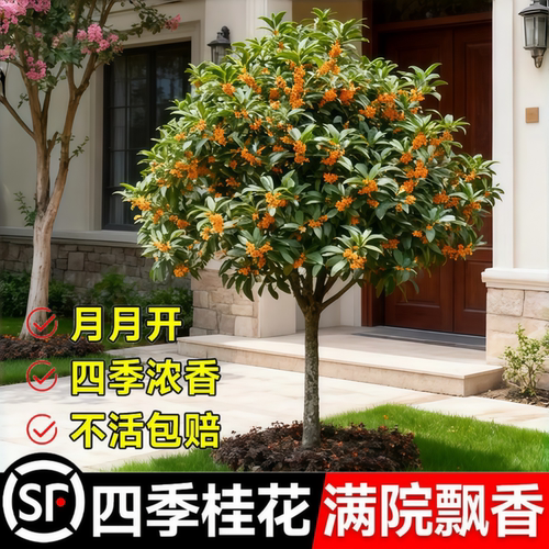 四季桂花树苗丹桂花卉绿植物