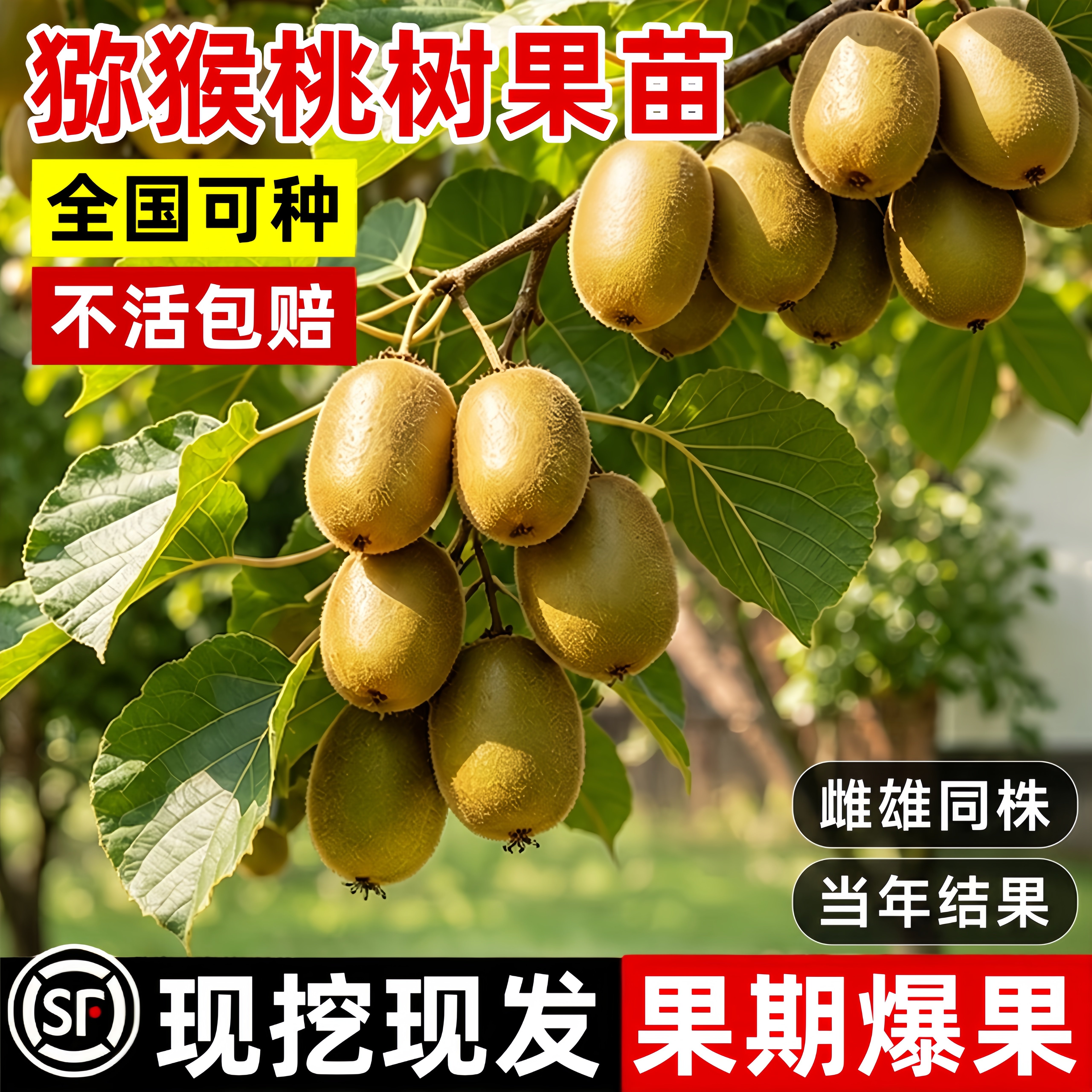 徐香猕猴桃树苗嫁接公母同株图片
