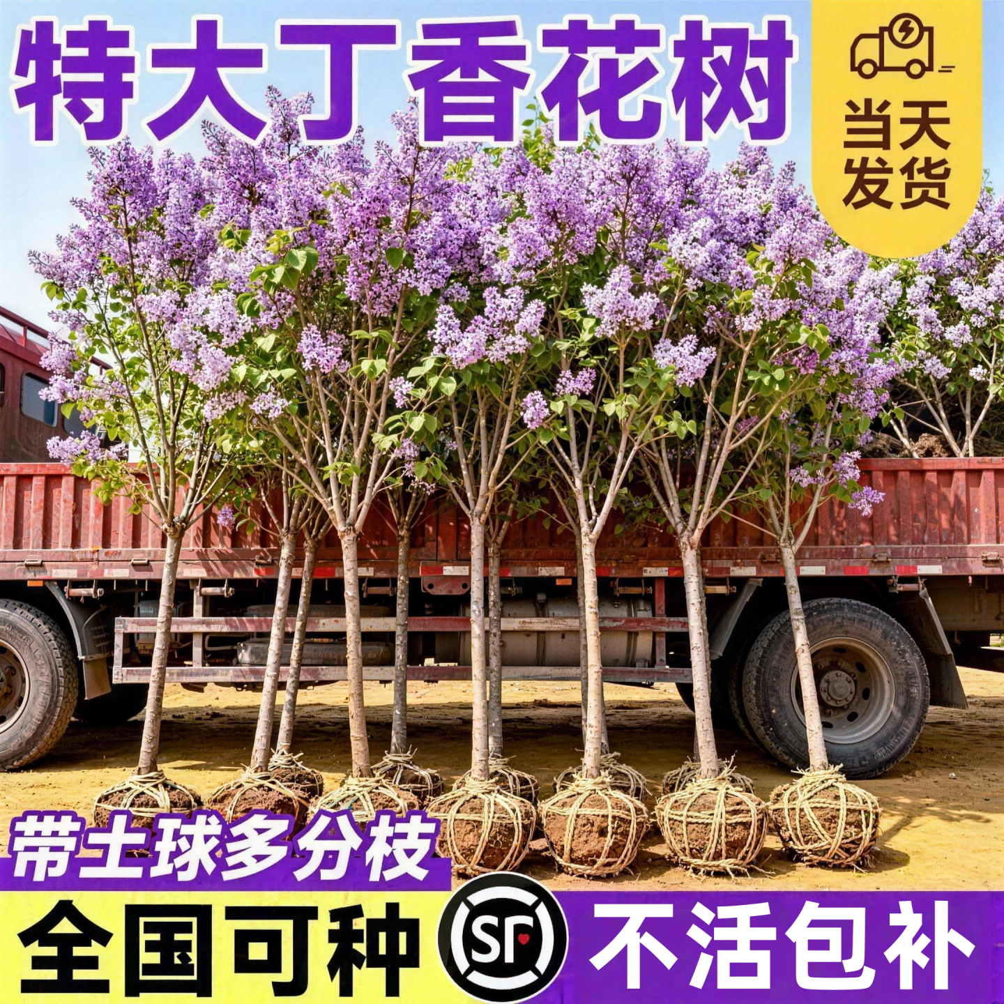 欧洲丁香花树苗独杆老桩盆栽庭院地栽耐寒矮化四季南北方可种植物