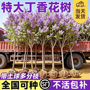 欧洲丁香花树苗独杆老桩盆栽庭院地栽耐寒矮化四季南北方可种植物