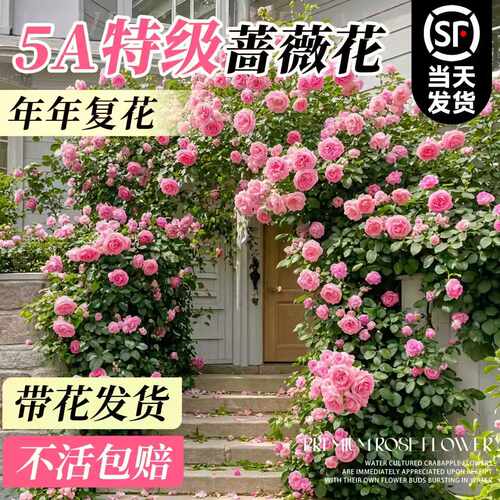特大蔷薇花苗爬藤四季开花月季庭院爬墙植物盆栽老桩阳台耐寒花卉