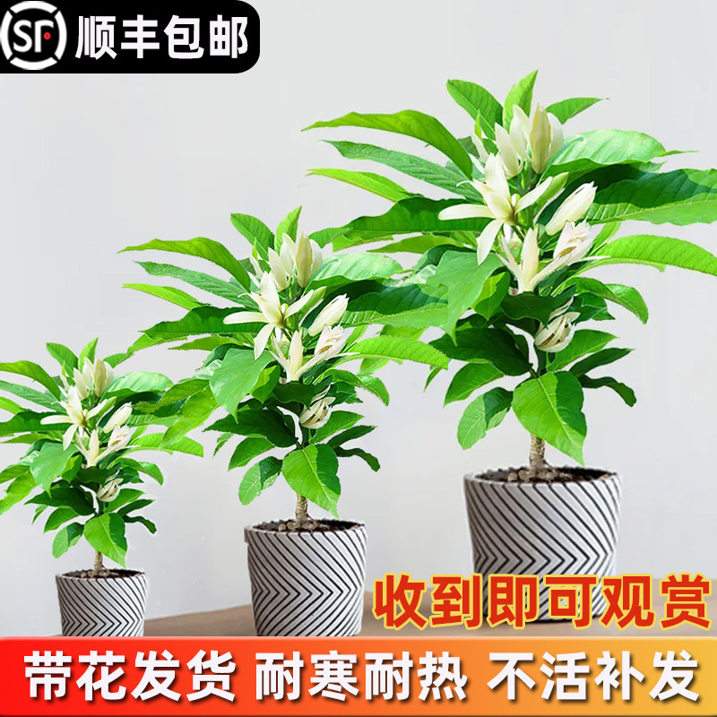 白兰花玉兰树苗花卉植物室内庭院绿植易活带花苞四季开黄角兰盆栽