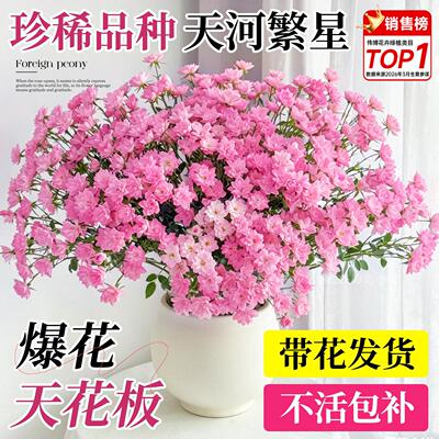 微型灌木月季花苗浓香大花盆栽