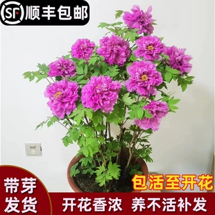 正宗洛阳牡丹花树苗盆栽带花苞庭院室外植物花卉好养四季 开花鲜花