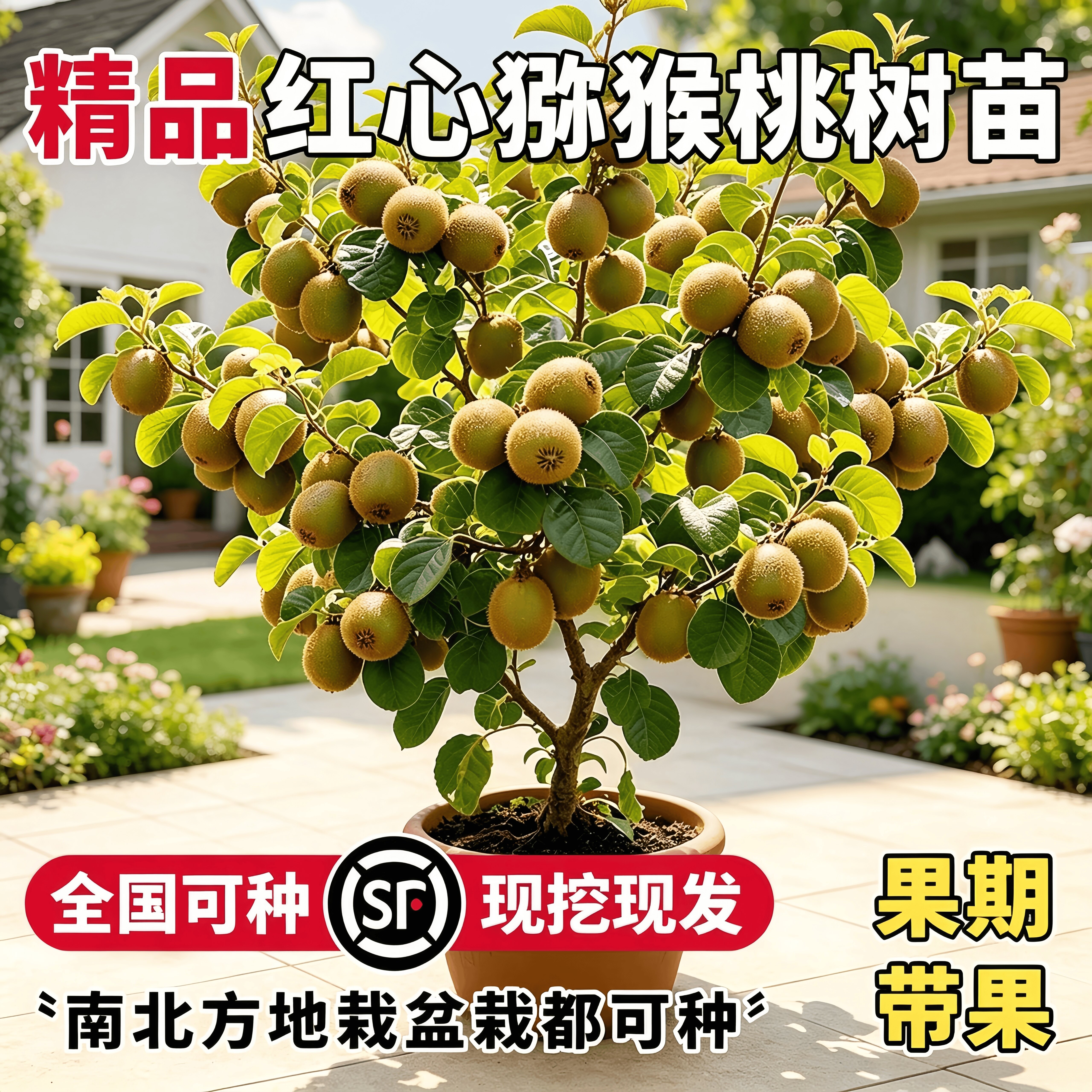 红心猕猴桃树苗公母同株当年结果图片