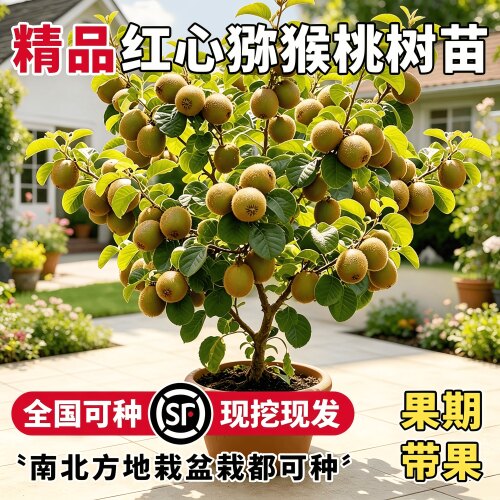 红心猕猴桃树苗公母同株当年结果