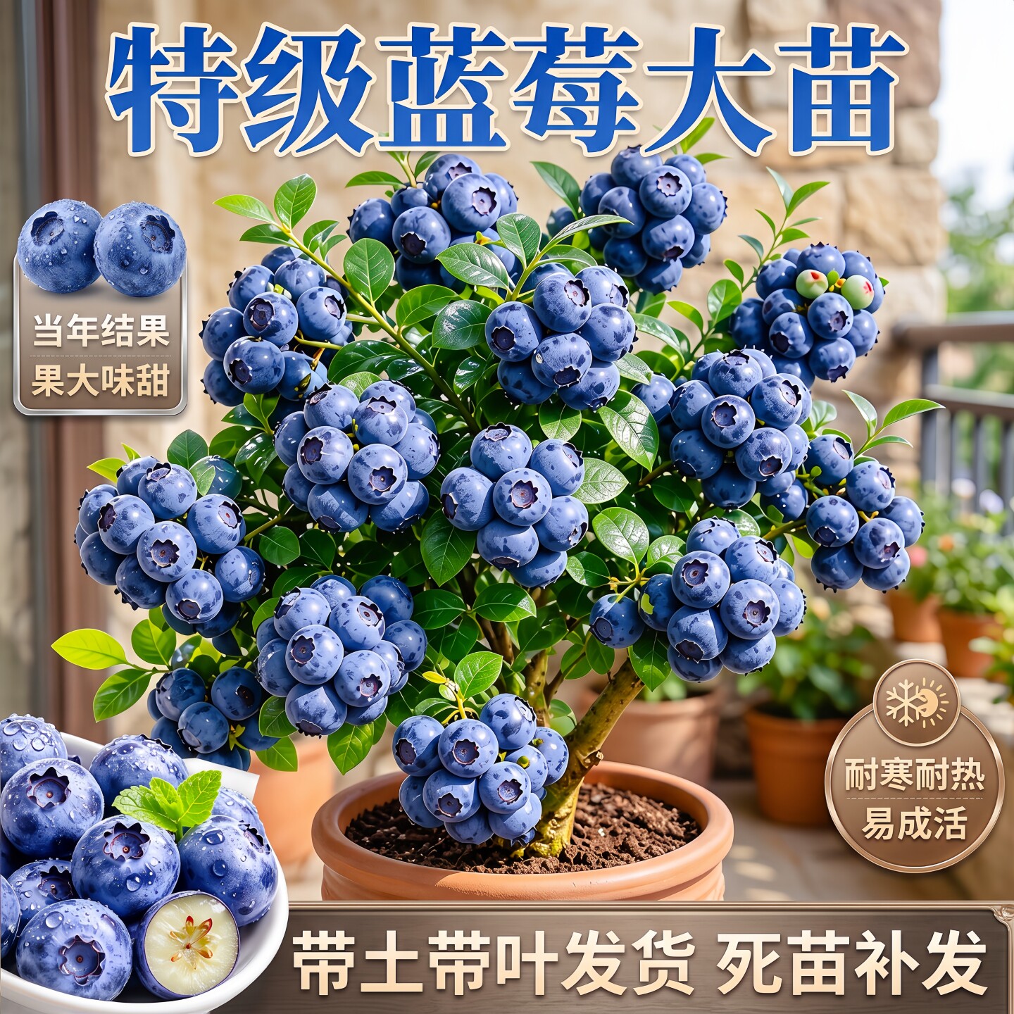 蓝莓树果苗盆栽苗场室内外四季阳台种植庭院地栽果树苗当年结果