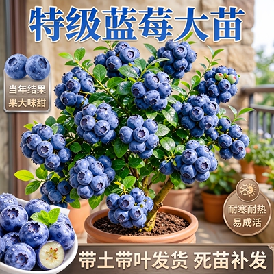 蓝莓盆栽苗当年结果室内外阳台
