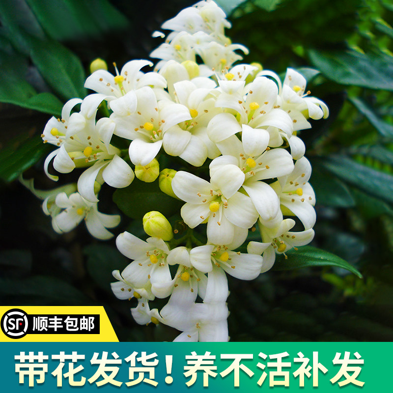 九里香盆栽花苗带花苞四季开花卉驱蚊夜来香室内水培好养绿植植物