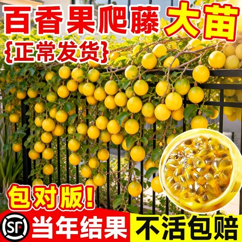 黄金百香果特大果苗四季结果