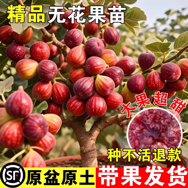 无花果树苗盆栽果树苗四季特大
