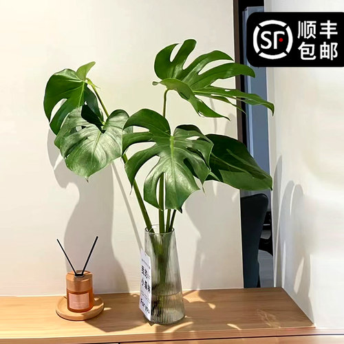 龟背竹水培盆栽室内客厅办公室大