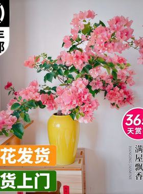 三角梅盆栽重瓣爬藤三角梅花树苗带花绿樱漳红樱老桩四季开花植物