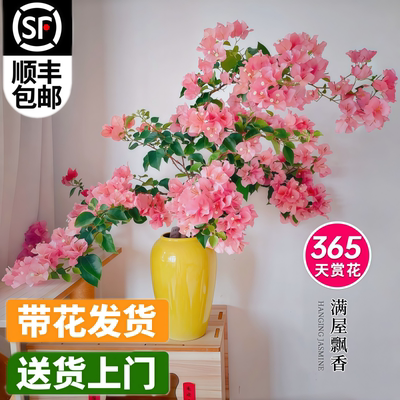 三角梅盆栽重瓣爬藤带花绿樱