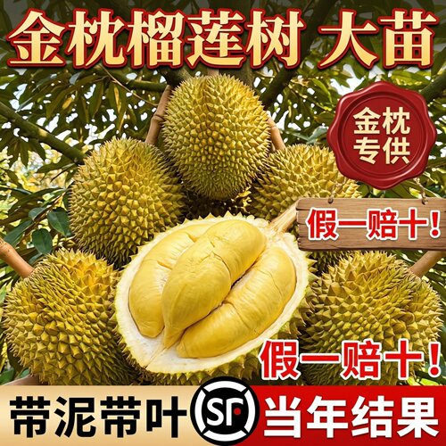 榴莲树果苗南北方种金枕大