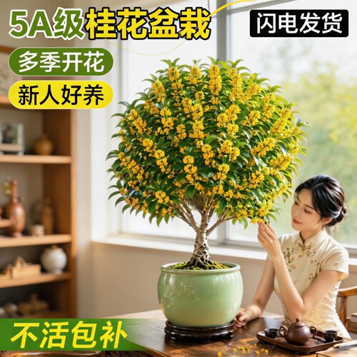 5A四季桂老桩盆栽地栽