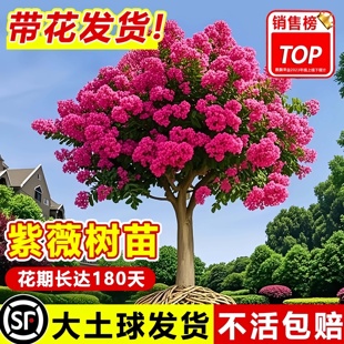 紫薇花树苗庭院大型老桩别墅室外道路绿化植物百日红花卉风景大树