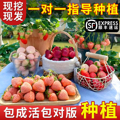 奶油草莓苗四季盆栽食用带土带盆