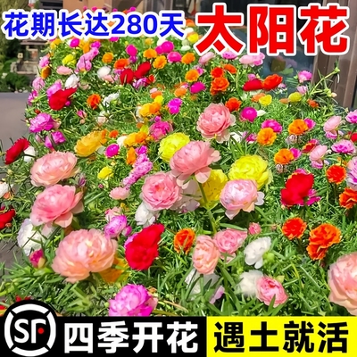 重瓣太阳花种孑小雏菊