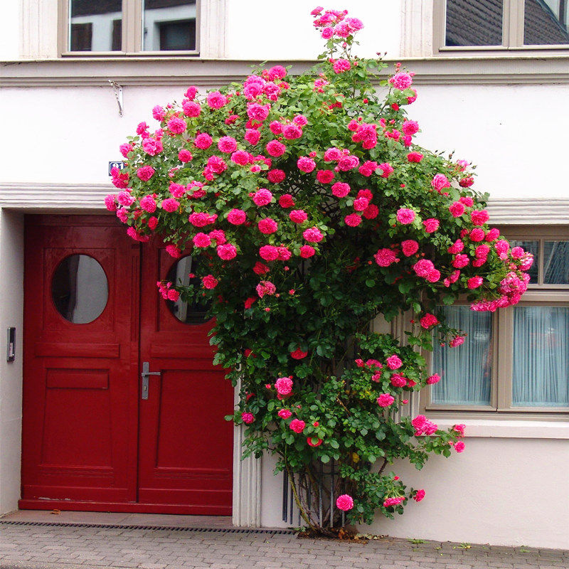 欧洲爬藤植物蔷薇花苗大花藤本月季花母系大苗开花浓香型四季庭院