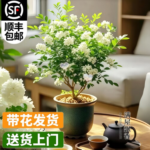 茉莉花盆栽带苞老桩四季开花
